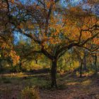 ROBLE ANDALUZ