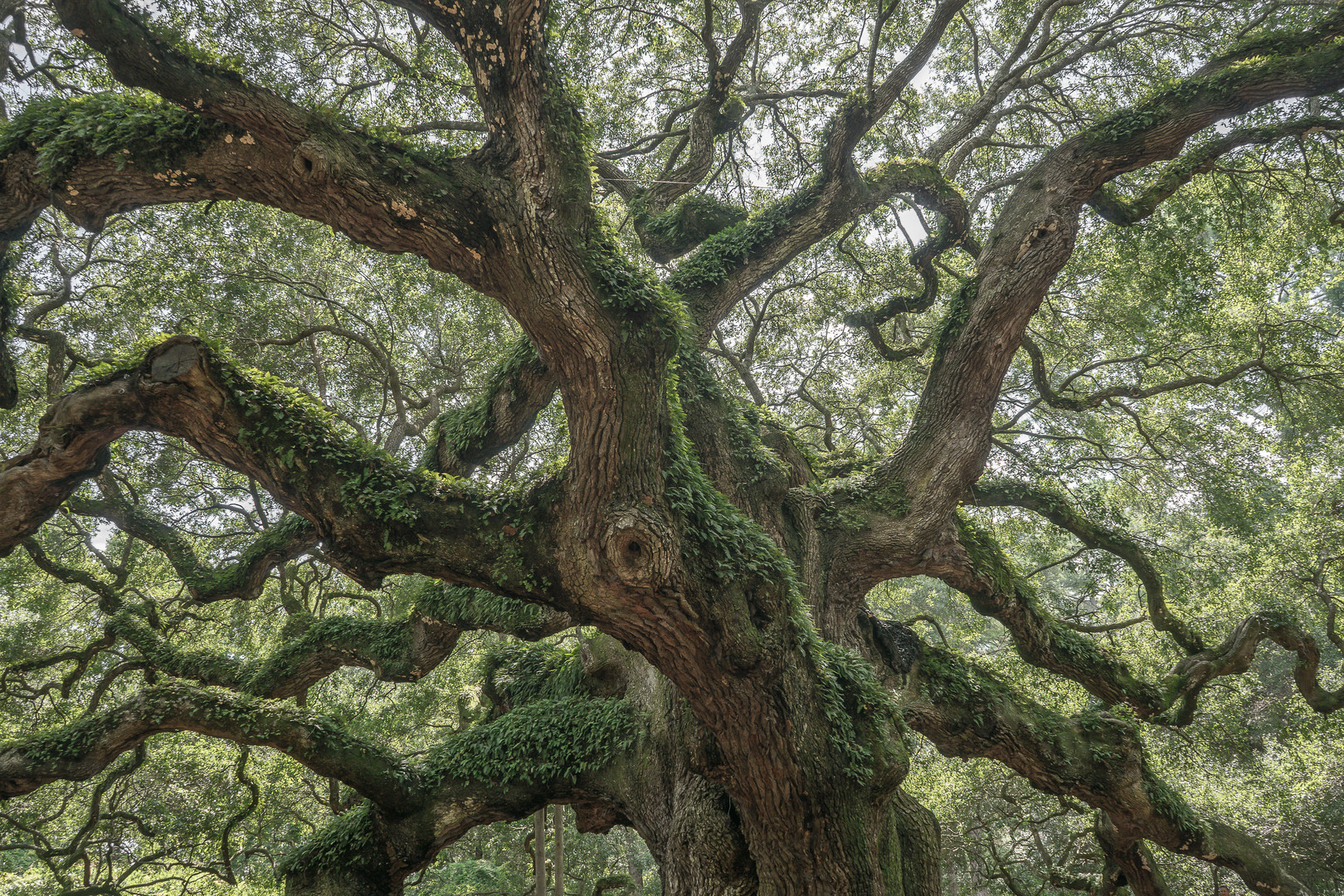 Roble Angel en Charleston