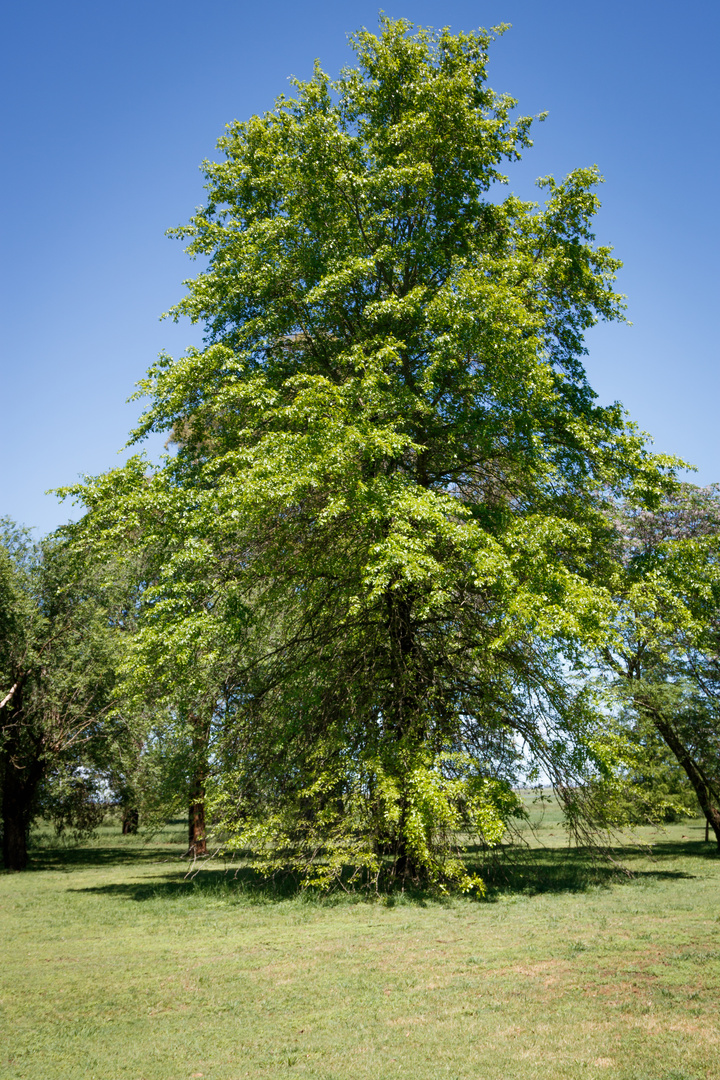 Roble en primavera