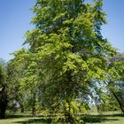 Roble en primavera