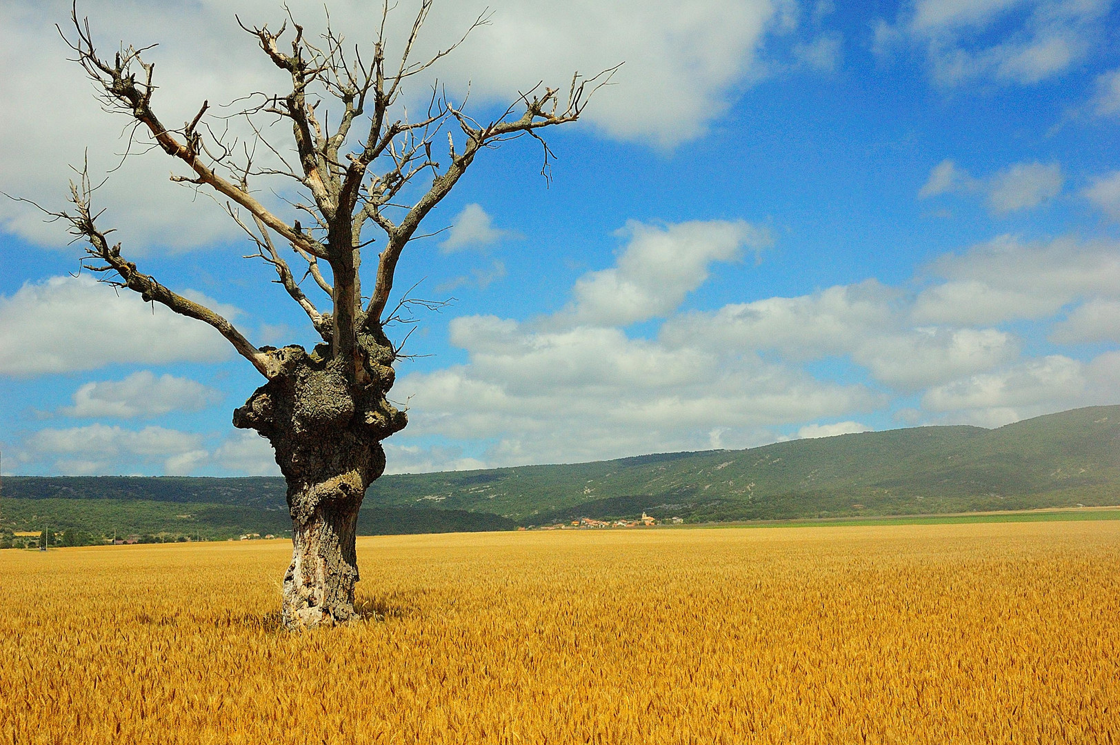 Roble solitario