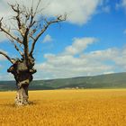 Roble solitario