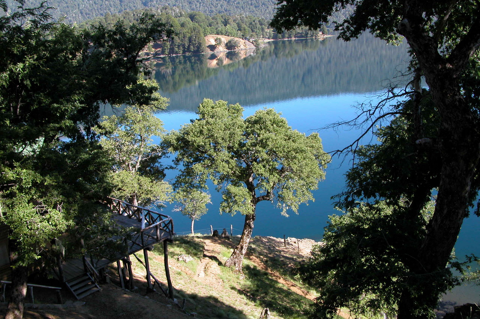 ROBLES VIEJOS EN EL LAGO