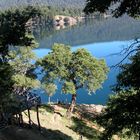 ROBLES VIEJOS EN EL LAGO