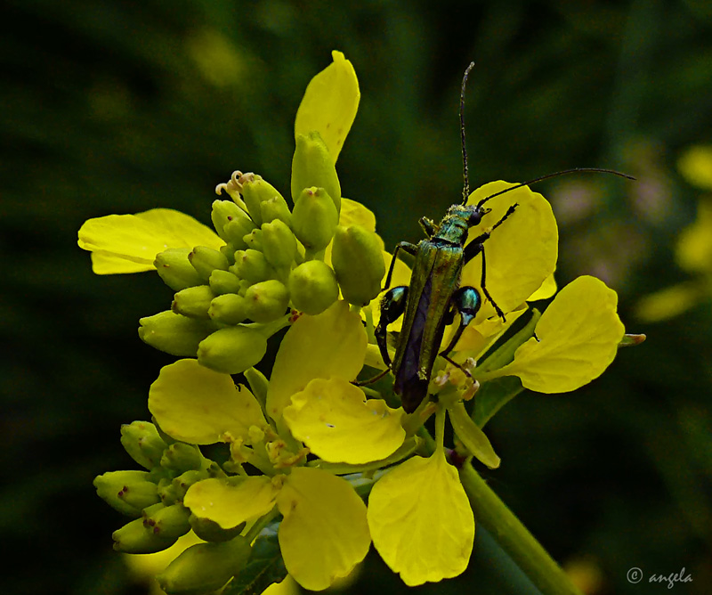 Robocop (oedemara femorata macho)