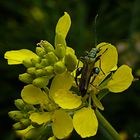 Robocop (oedemara femorata macho)