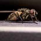 Robofly