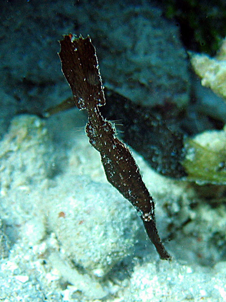 Robust Ghostpipefish