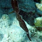 Robust Ghostpipefish