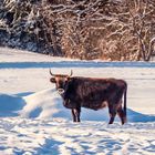 Robust und widerstandsfähig - Tiere158