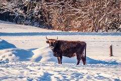 Robust und widerstandsfähig - Tiere158