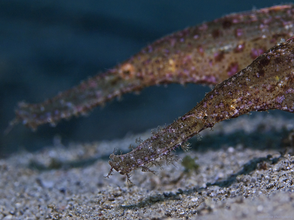 Robuste Geisterpfeifenfische