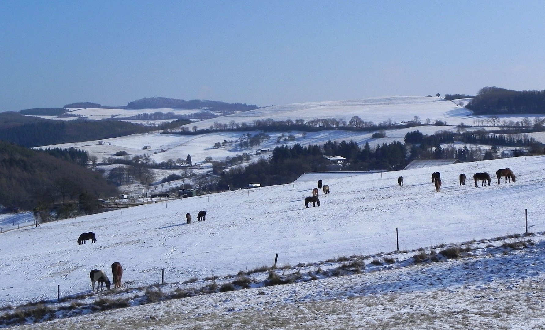 Robuste Pferde halten den Schnee aus.