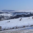 Robuste Pferde halten den Schnee aus.