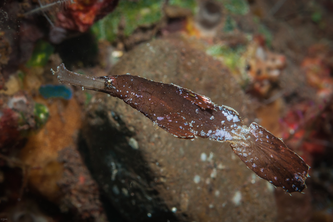 Robuster Geisterpfeifenfisch