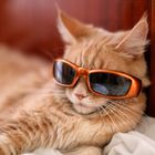 User Profile Photo
