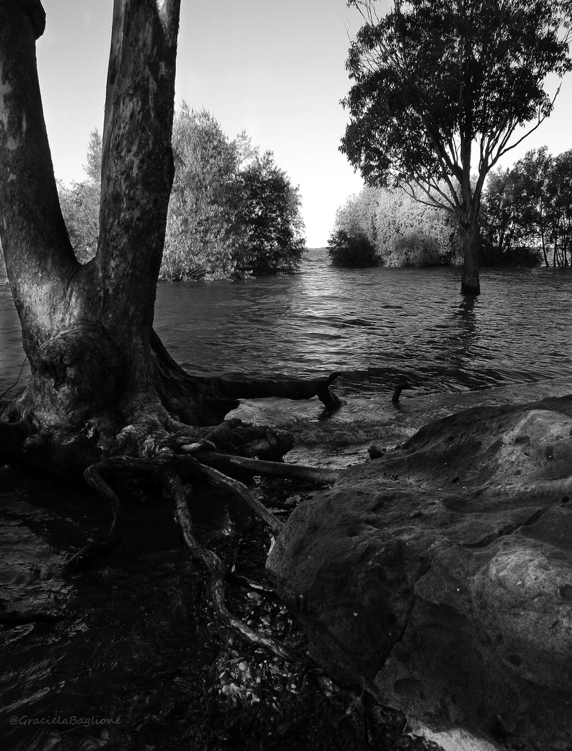 Roca, árbol, agua.