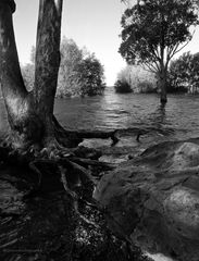 Roca, árbol, agua.