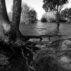 Roca, árbol, agua.