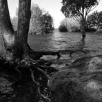 Roca, árbol, agua.