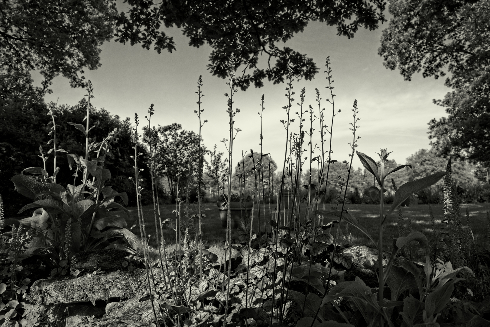 Rocaille et fleurs sauvage