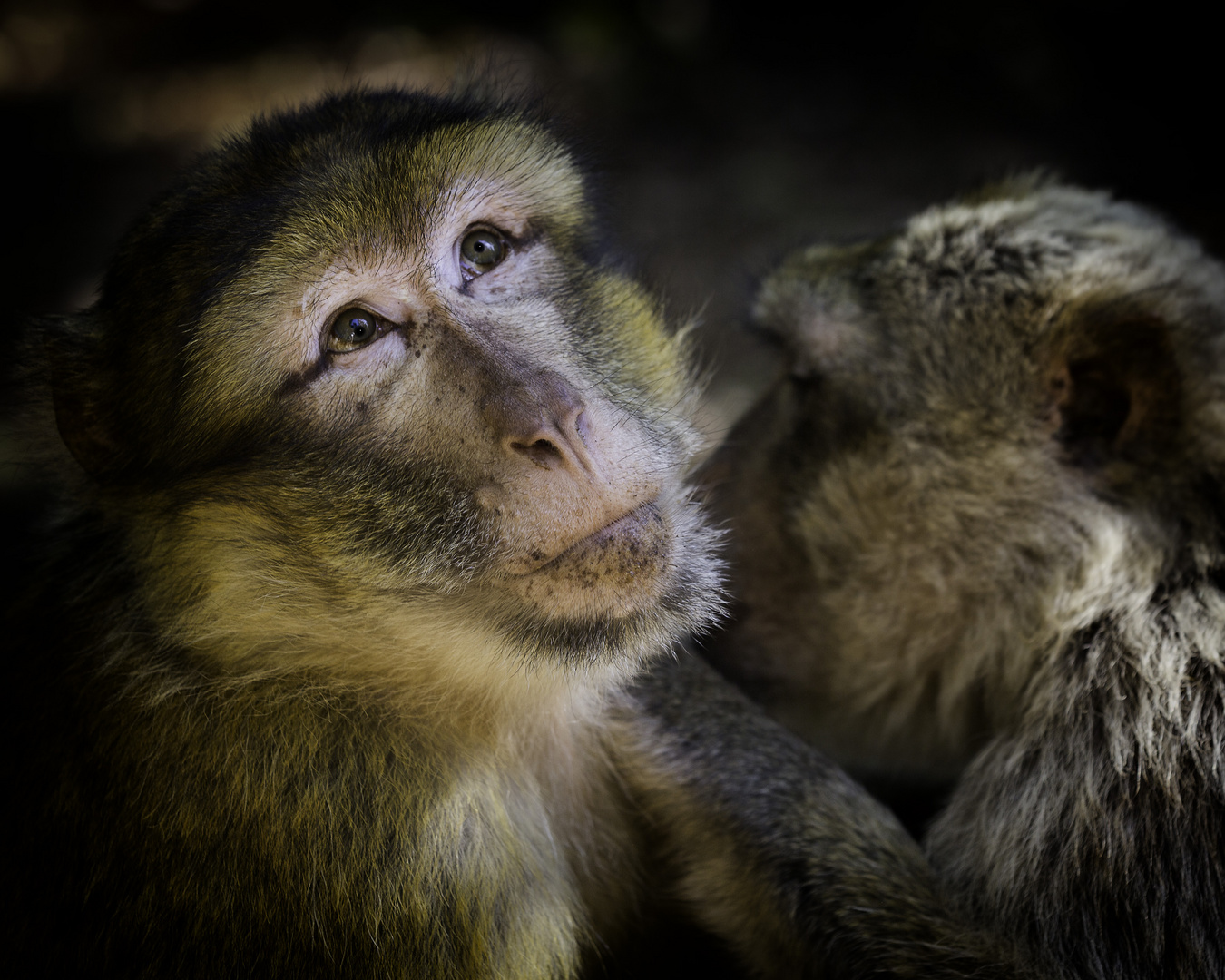 ROCAMADOUR LA FORET DES SINGES 