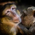 ROCAMADOUR LA FORET DES SINGES 