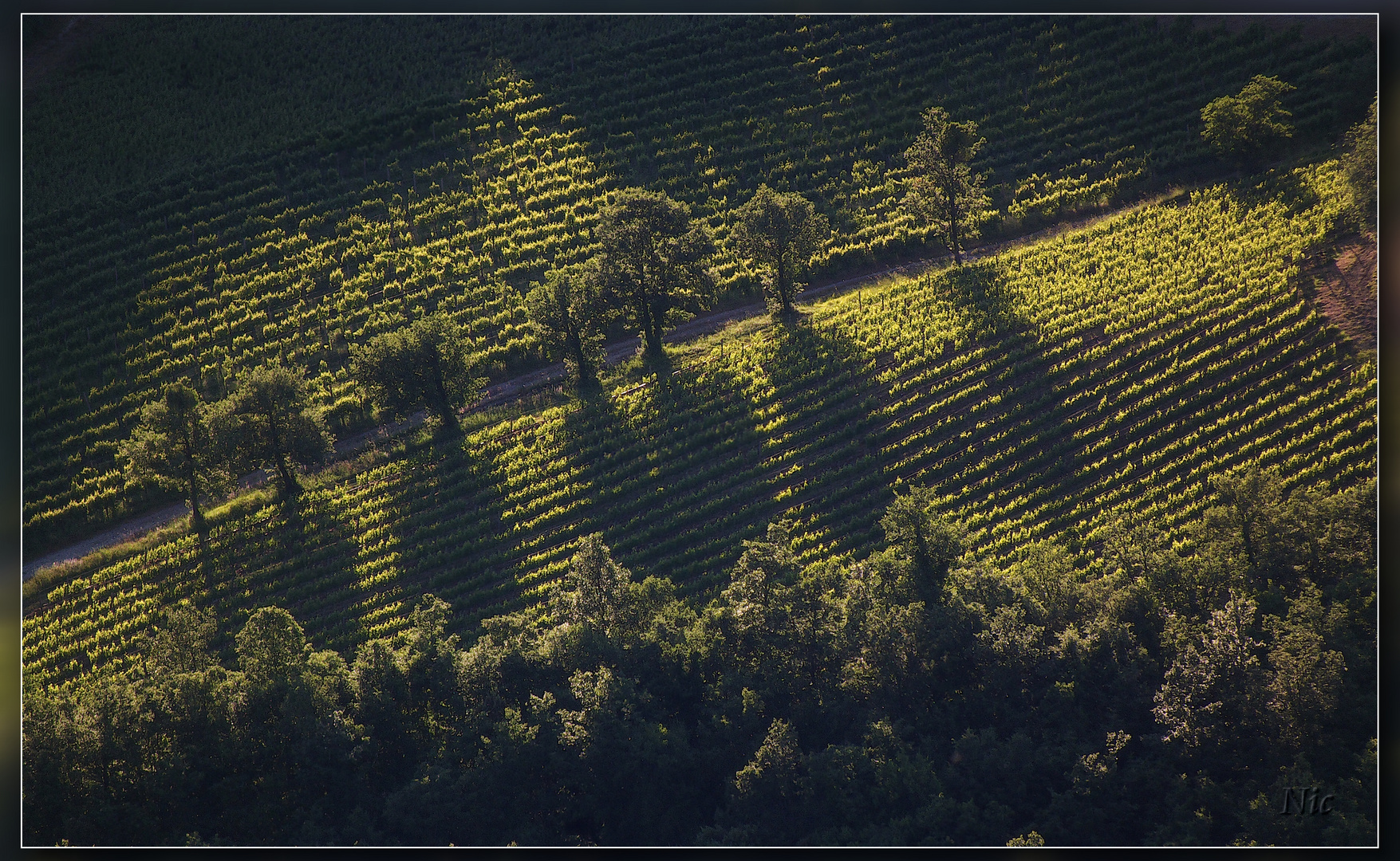 Roccatederighi: Weinberg im Abendlicht