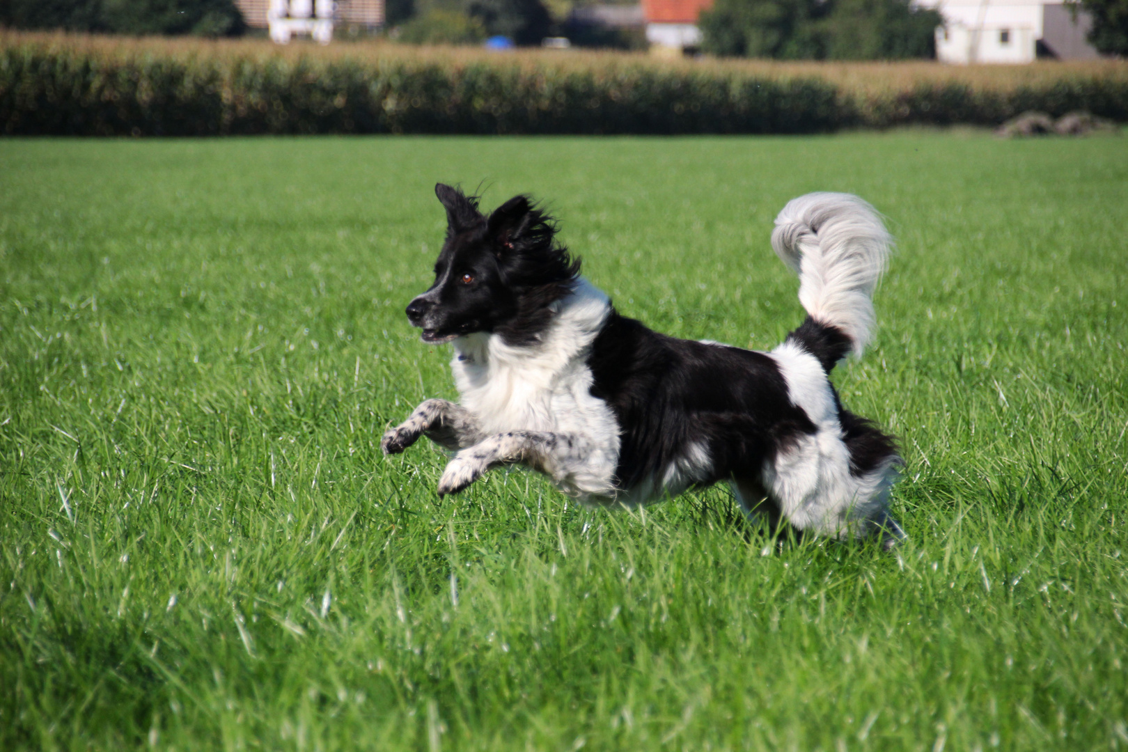 Rocco beim laufen