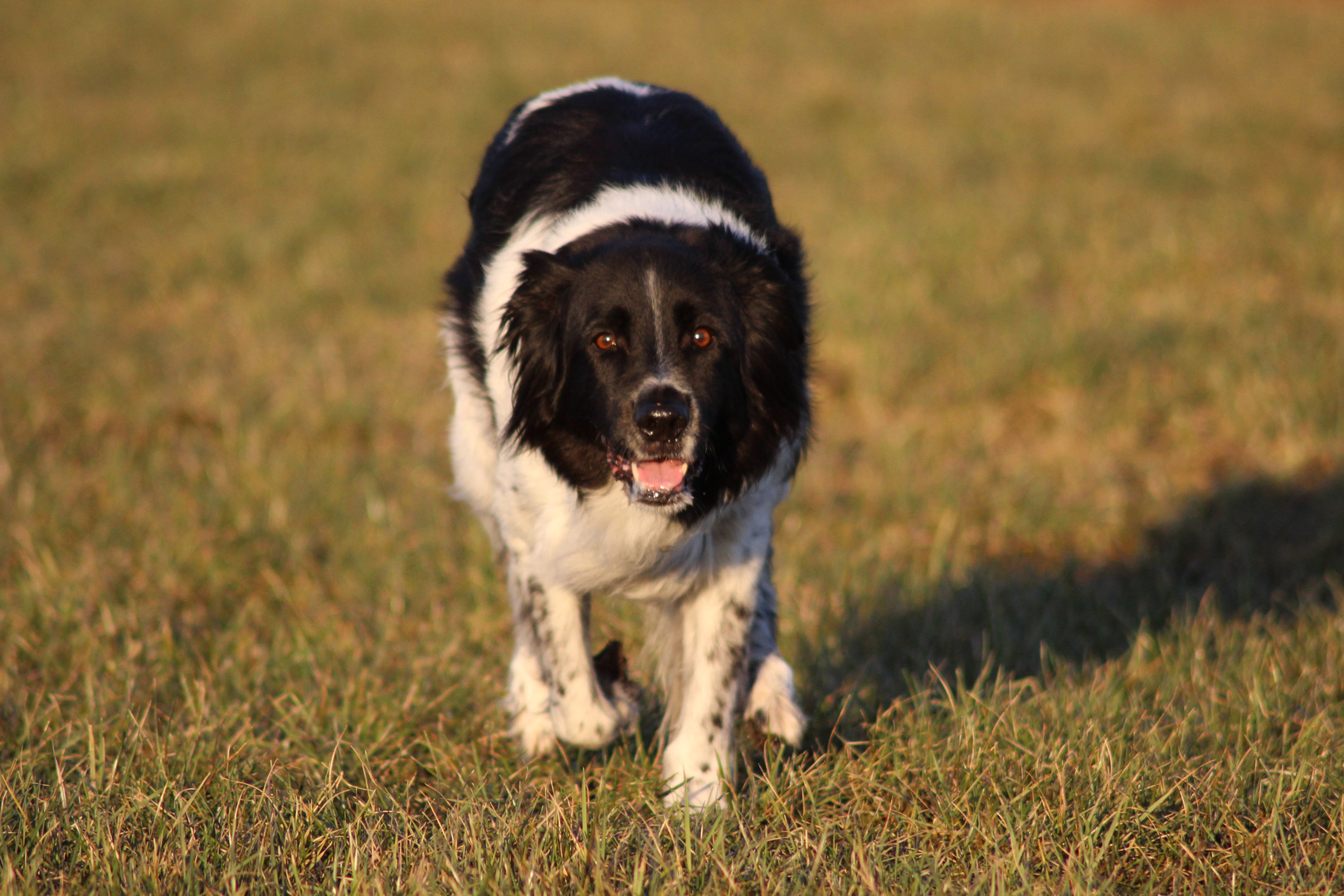 Rocco im Sonnenuntergang