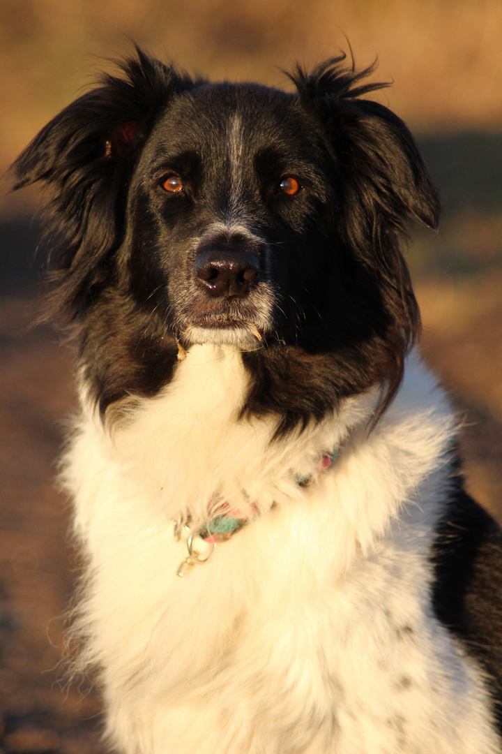 Rocco, Portrait