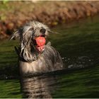 Rocco und sein Ball