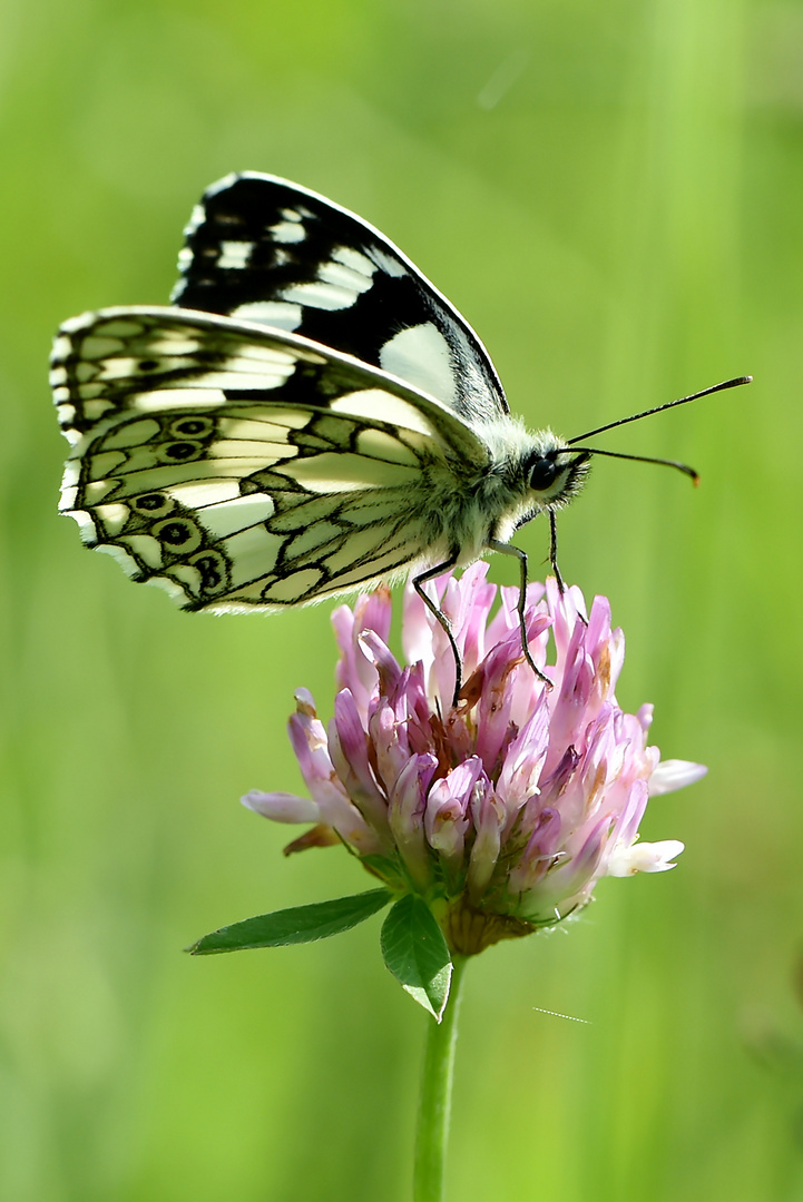 Rochade auf Blüte