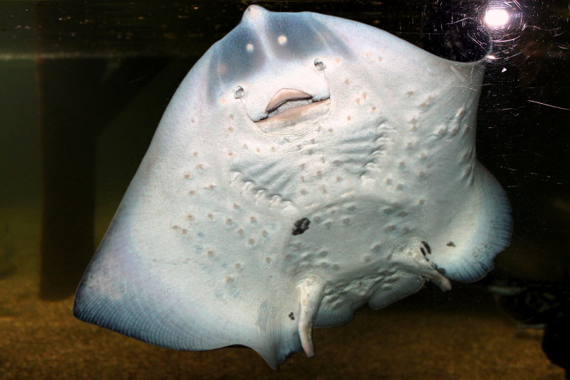 Rochen Foto Bild Tiere Zoo Wildpark Falknerei Zoo Fische Bilder Auf Fotocommunity