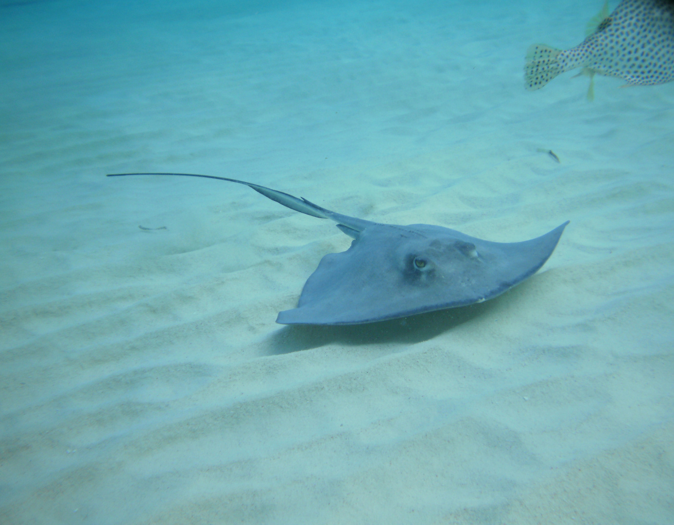 Rochen auf Fischjagd