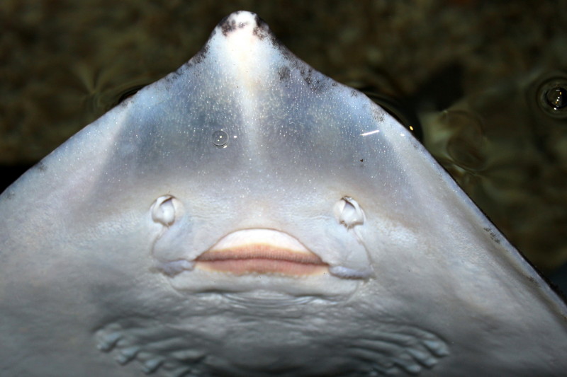 Rochen beim Rückenschwimmen (1)