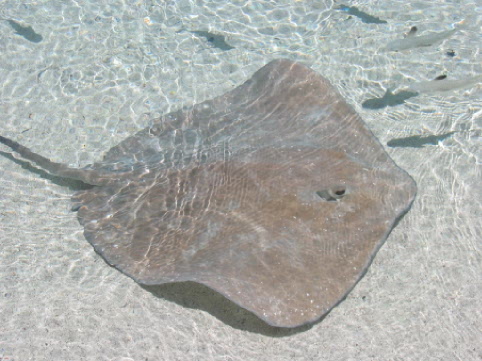 Rochen im Flachwasser (Bora Bora/Südsee)