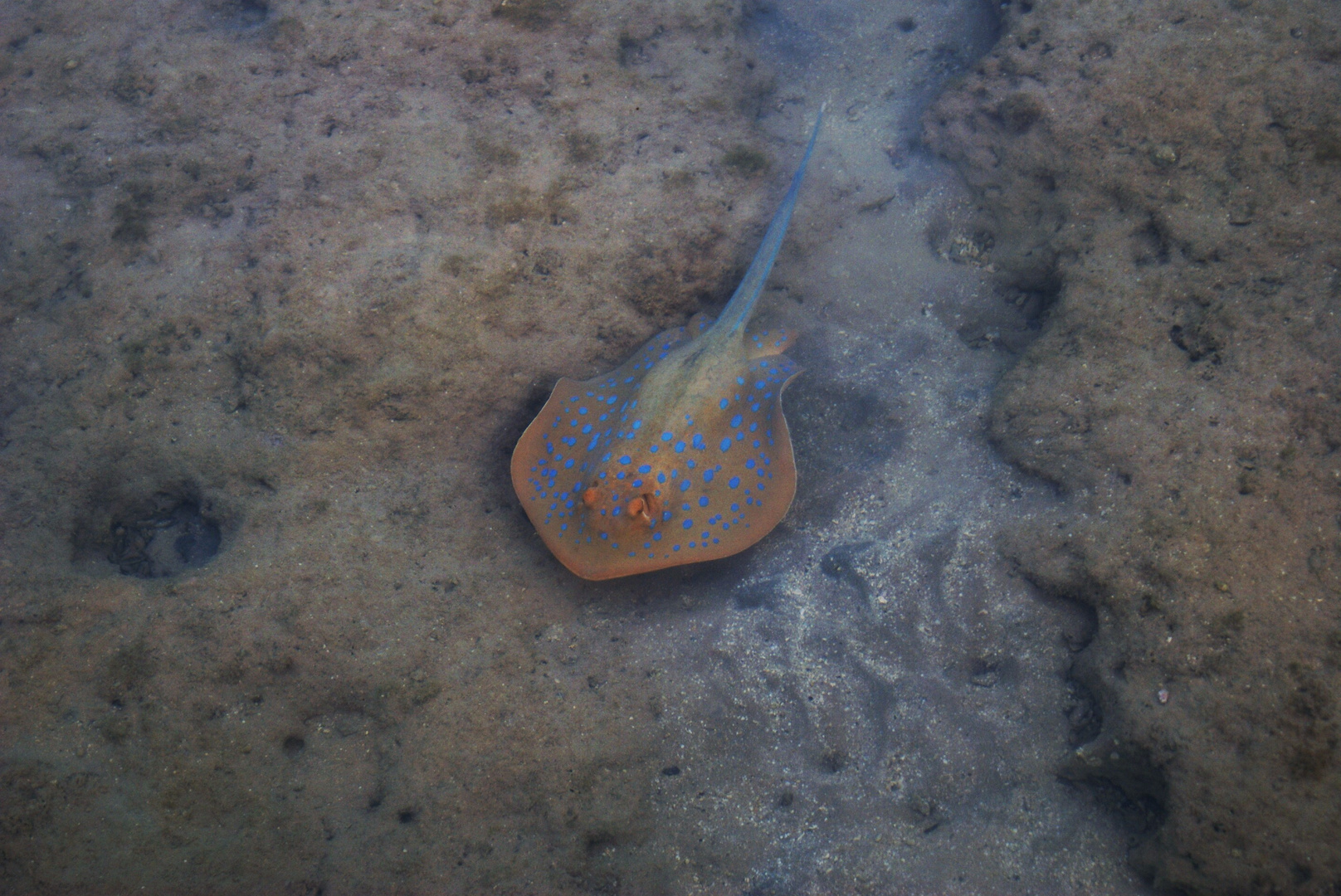 Rochen im roten Meer