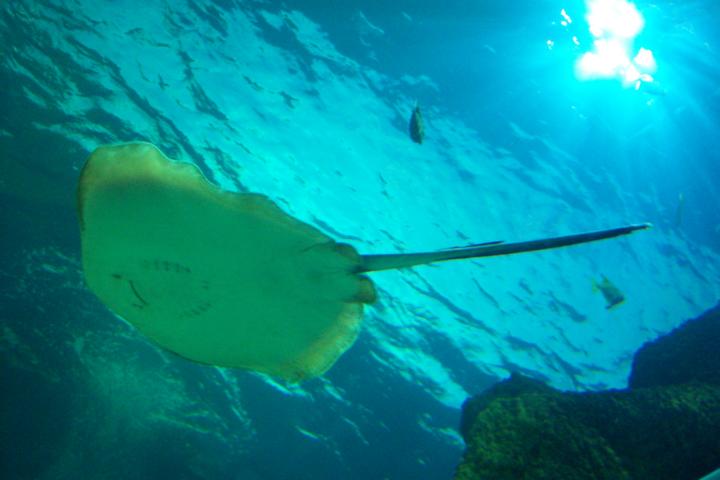 Rochen im Sealife Oberhausen