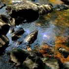 Rochers dans l'eau de la rivière