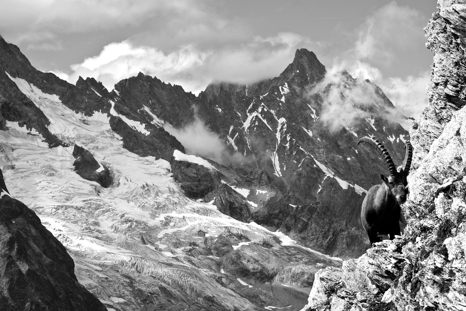 Rochers , glaciers et bouquetin