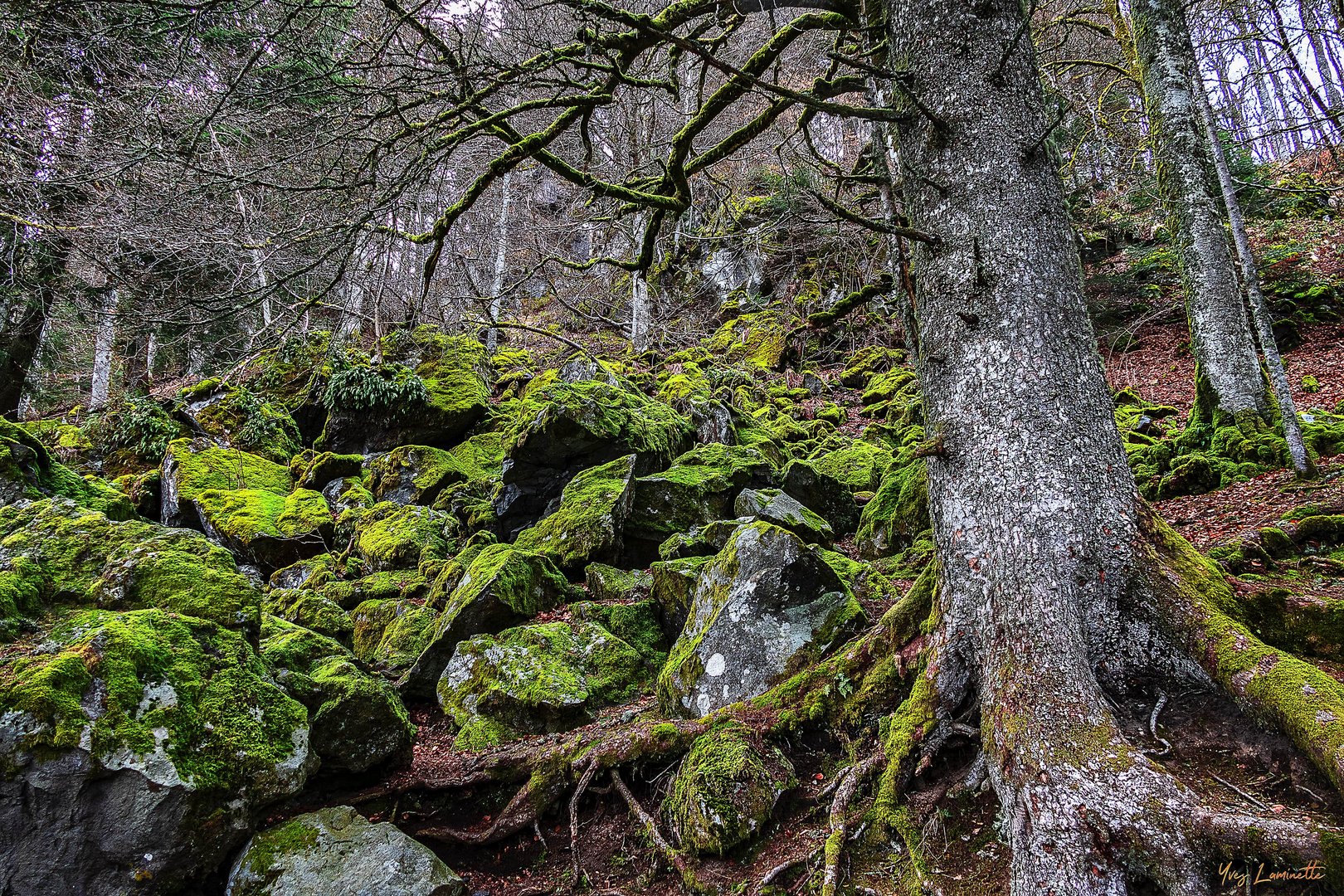 Rochers verts