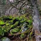 Rochers verts