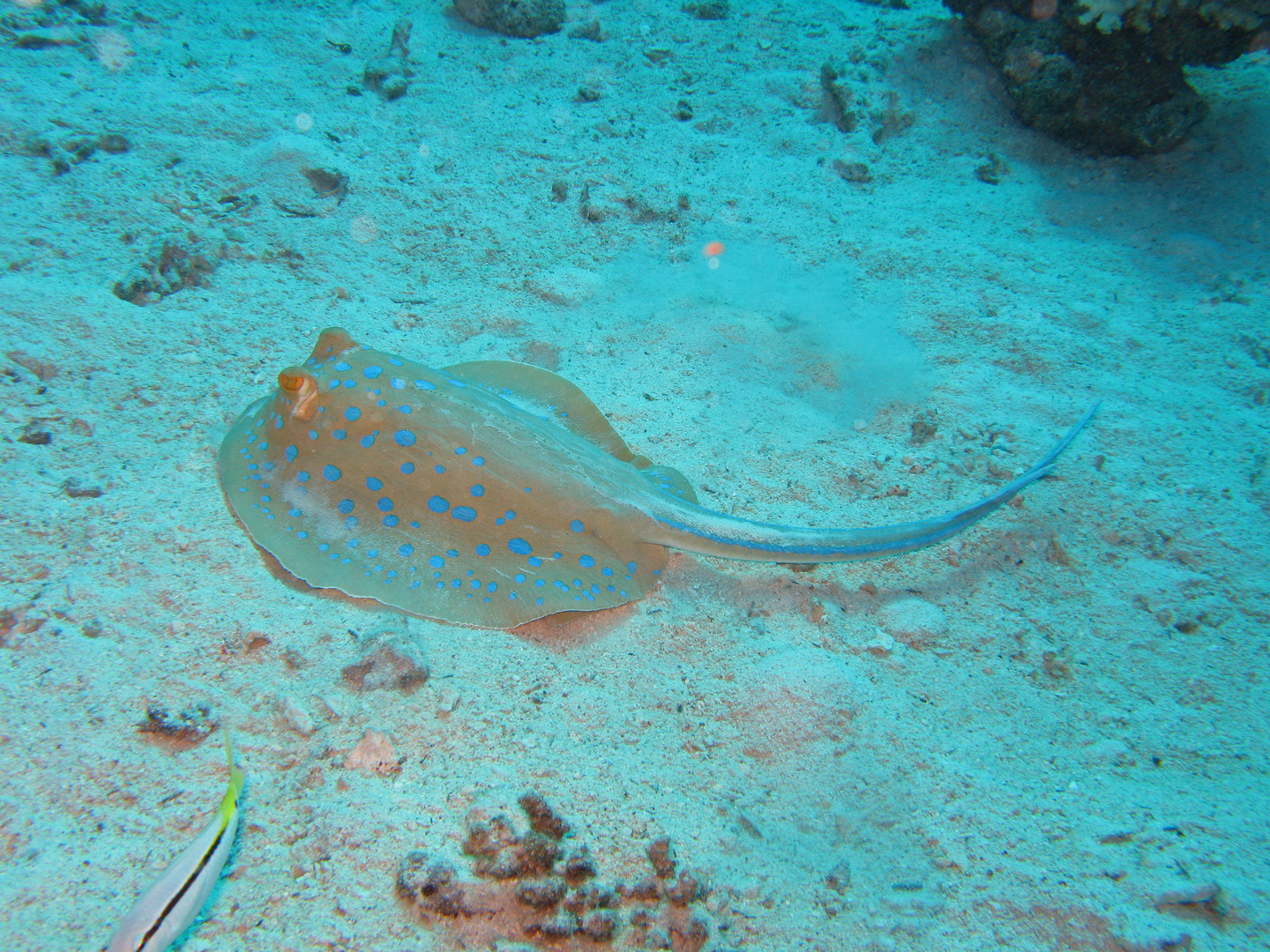 Rochi im Roten Meer