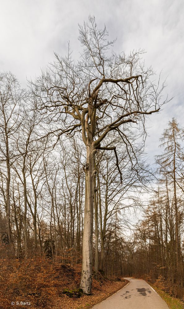 Rochlitzerberg - Baumgiganten_01