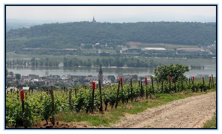 Rochusberg und Rüdesheim