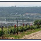 Rochusberg und Rüdesheim