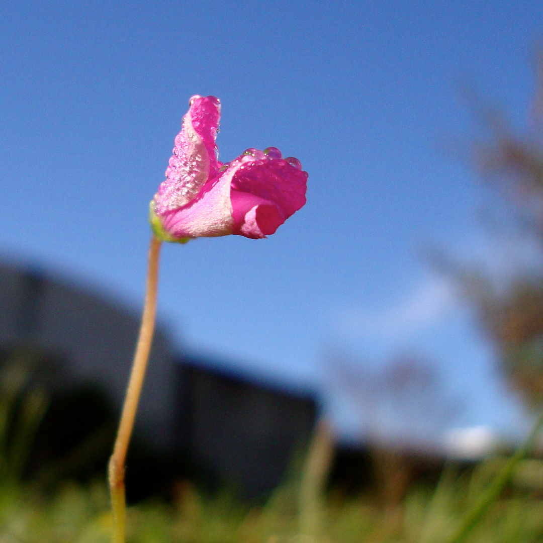 rocío en flor