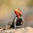 rock agama