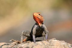 rock agama